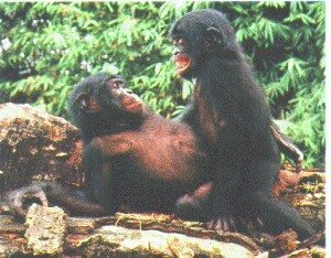 two Bonobos socializing
