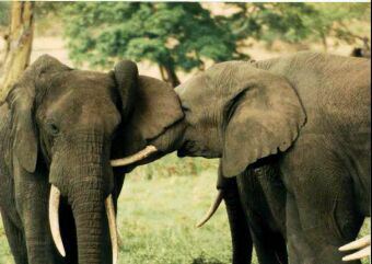 two elephants socializing