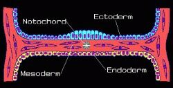 vertebrate embryo crossection prior to neurulation