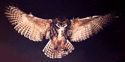 owl taking flight