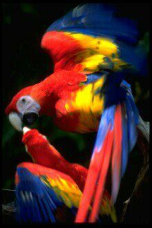 Macaws