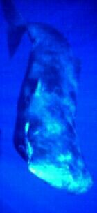 The Whale