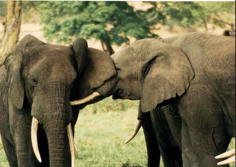 2elephants.jpg