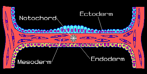 vertebrate embryo crossection prior to neurulation