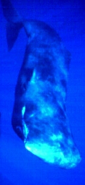 The (sperm) Whale