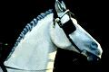 blinders